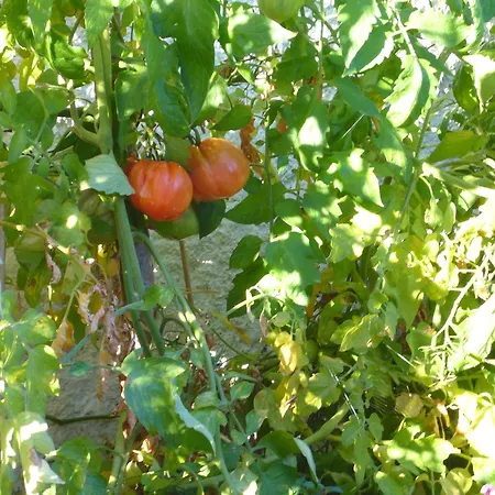 Sonnwirtstöckl Am Apartment *
